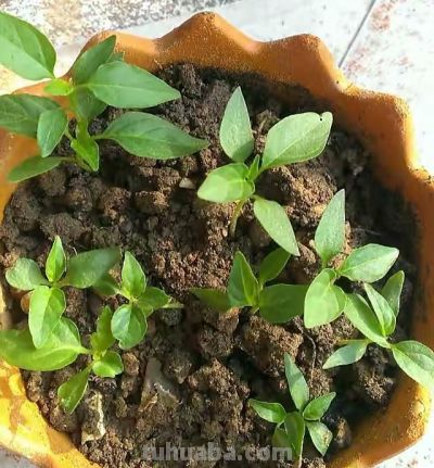 “2种蔬菜”在家就能种，长得快结果多吃不完，种植过程简单有趣 - 图画吧TUHUABA