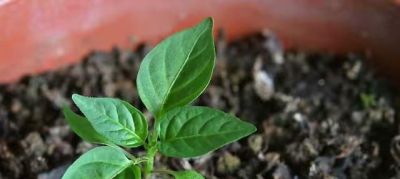 “2种蔬菜”在家就能种，长得快结果多吃不完，种植过程简单有趣 - 图画吧TUHUABA