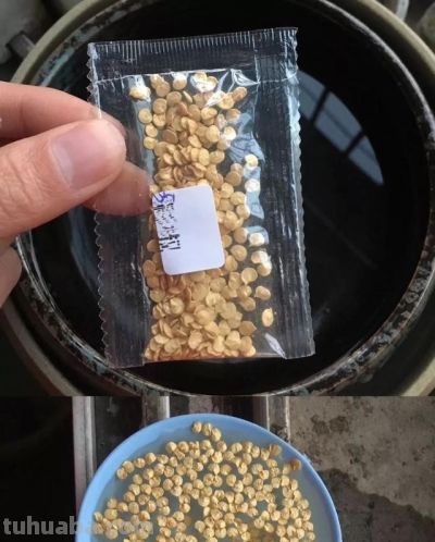 “2种蔬菜”在家就能种，长得快结果多吃不完，种植过程简单有趣 - 图画吧TUHUABA