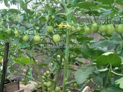 “2种蔬菜”在家就能种，长得快结果多吃不完，种植过程简单有趣 - 图画吧TUHUABA