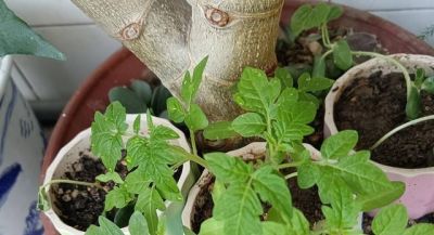 “2种蔬菜”在家就能种，长得快结果多吃不完，种植过程简单有趣 - 图画吧TUHUABA