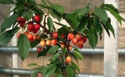 在家就能种的5种果，挂果率高，很好养，漂亮好吃，果子一串串 - 今日头条