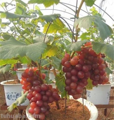 在家就能种的5种果，挂果率高，很好养，漂亮好吃，果子一串串 - 图画吧TUHUABA