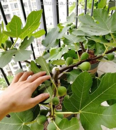 在家就能种的5种果，挂果率高，很好养，漂亮好吃，果子一串串 - 图画吧TUHUABA