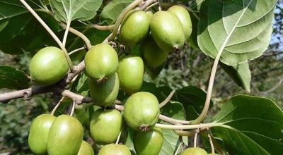 在家就能种的5种果，挂果率高，很好养，漂亮好吃，果子一串串 - 图画吧TUHUABA