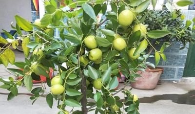 在家就能种的5种果，挂果率高，很好养，漂亮好吃，果子一串串 - 图画吧TUHUABA