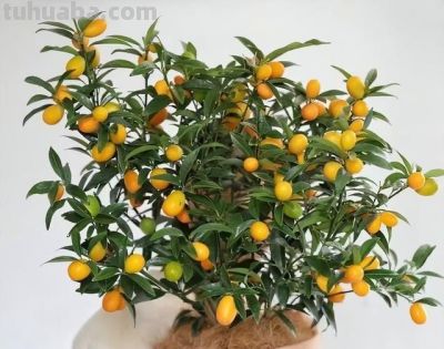 在家就能种的5种果，挂果率高，很好养，漂亮好吃，果子一串串 - 图画吧TUHUABA