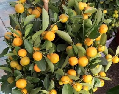 在家就能种的5种果，挂果率高，很好养，漂亮好吃，果子一串串 - 图画吧TUHUABA