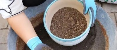 在家就能种的5种果，挂果率高，很好养，漂亮好吃，果子一串串 - 图画吧TUHUABA