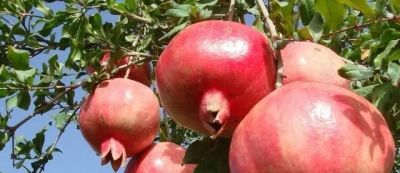 在家就能种的5种果，挂果率高，很好养，漂亮好吃，果子一串串 - 图画吧TUHUABA