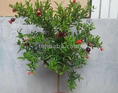 在家就能种的5种果，挂果率高，很好养，漂亮好吃，果子一串串 - 图画吧TUHUABA