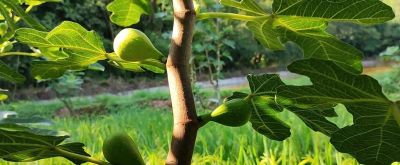 无花果种植中，家庭种植选多少个品种或多少数量合适，分享交流 - 今日头条