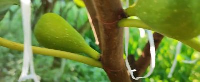 无花果种植中，家庭种植选多少个品种或多少数量合适，分享交流 - 图画吧TUHUABA