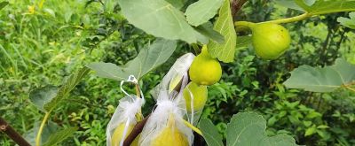 无花果种植中，家庭种植选多少个品种或多少数量合适，分享交流 - 图画吧TUHUABA