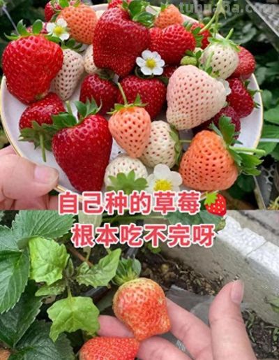 家里也能种水果，这5种美味水果，种阳台上，果子多颜值高又营养 - 今日头条