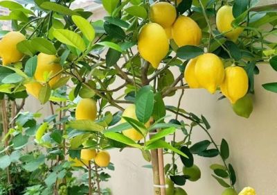 家里也能种水果，这5种美味水果，种阳台上，果子多颜值高又营养 - 图画吧TUHUABA