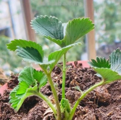 家里也能种水果，这5种美味水果，种阳台上，果子多颜值高又营养 - 图画吧TUHUABA