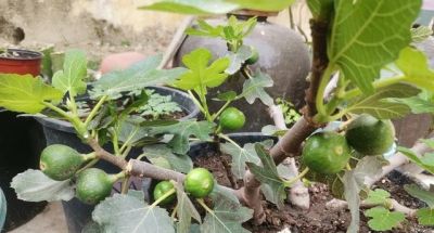 家里也能种水果，这5种美味水果，种阳台上，果子多颜值高又营养 - 图画吧TUHUABA