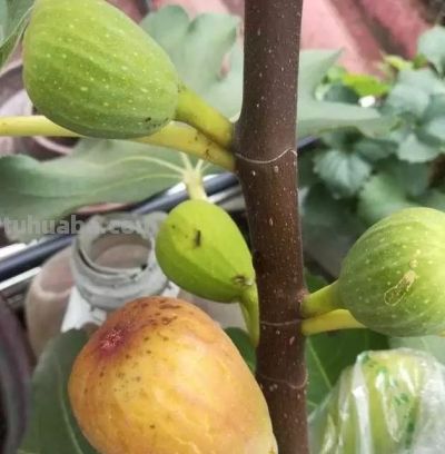家里也能种水果，这5种美味水果，种阳台上，果子多颜值高又营养 - 图画吧TUHUABA