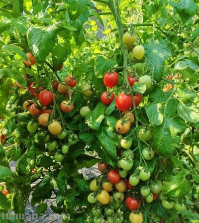 家里也能种水果，这5种美味水果，种阳台上，果子多颜值高又营养 - 图画吧TUHUABA