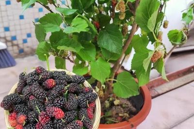 家里也能种水果，这5种美味水果，种阳台上，果子多颜值高又营养 - 图画吧TUHUABA