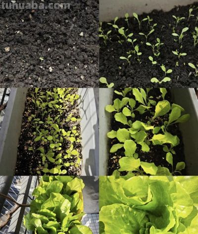 常见叶菜的家庭种植方法 - 图画吧TUHUABA