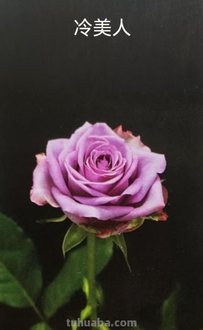 鲜花花语 - 图画吧TUHUABA