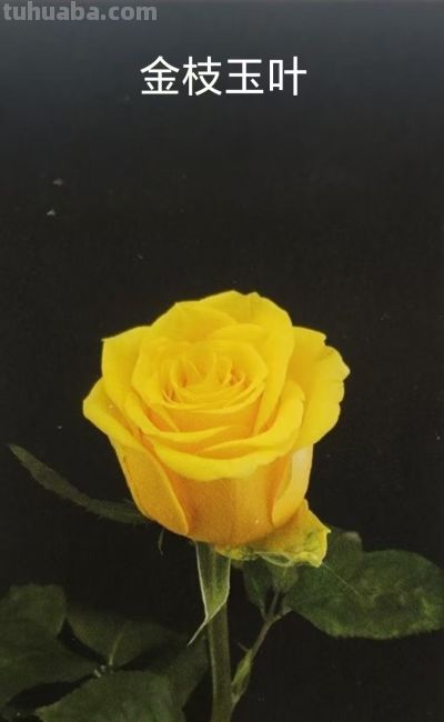 鲜花花语 - 图画吧TUHUABA