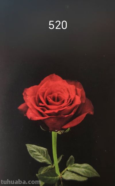 鲜花花语 - 图画吧TUHUABA