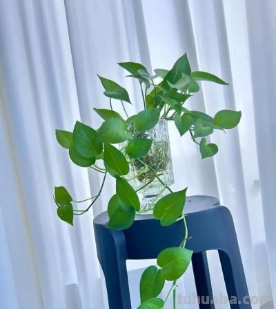 绿萝养护全攻略：你家那位打不死的小强 - 图画吧TUHUABA