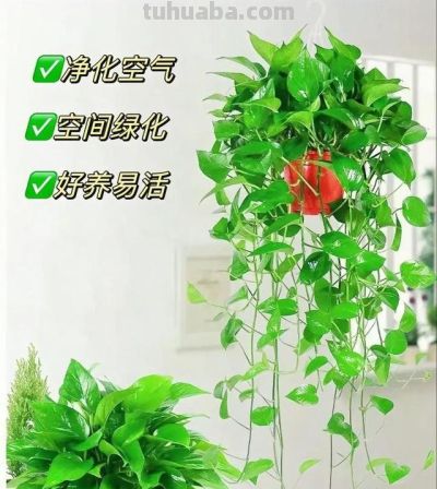 绿萝养护全攻略：你家那位打不死的小强 - 图画吧TUHUABA