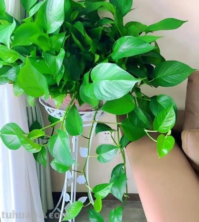 绿萝养护全攻略：你家那位打不死的小强 - 图画吧TUHUABA