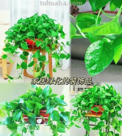 绿萝养护全攻略：你家那位打不死的小强 - 图画吧TUHUABA