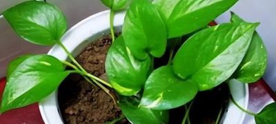 养绿萝，做到这“1点”，长得更快了，叶子多绿油油，爬上墙 - 图画吧TUHUABA