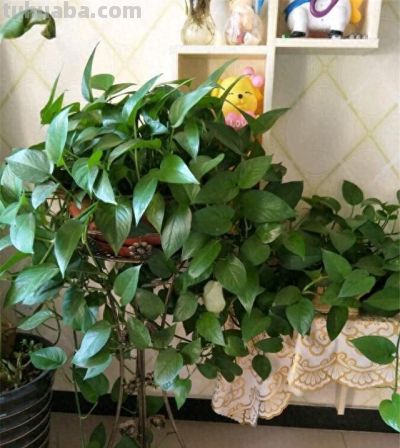 养绿萝，做到这“1点”，长得更快了，叶子多绿油油，爬上墙 - 今日头条