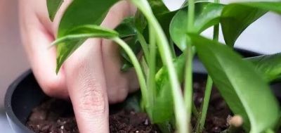 养绿萝，做到这“1点”，长得更快了，叶子多绿油油，爬上墙 - 图画吧TUHUABA