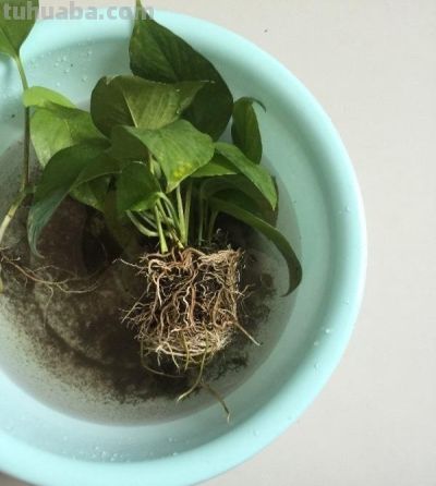 养绿萝，做到这“1点”，长得更快了，叶子多绿油油，爬上墙 - 图画吧TUHUABA