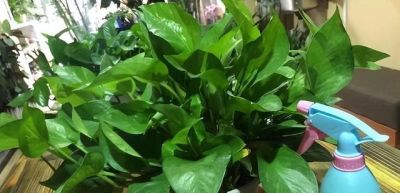 养绿萝，做到这“1点”，长得更快了，叶子多绿油油，爬上墙 - 图画吧TUHUABA