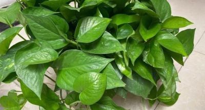 养绿萝，做到这“1点”，长得更快了，叶子多绿油油，爬上墙 - 图画吧TUHUABA