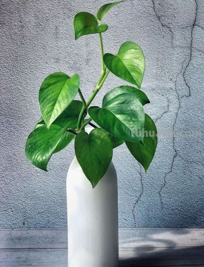 绿萝爬满墙,记“3点”,生长快,新枝多叶子绿 - 今日头条 绿萝爬满墙,记“3点”,生长快,新枝多叶子绿 - 图画吧TUHUABA