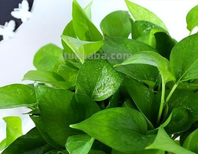 绿萝爬满墙,记“3点”,生长快,新枝多叶子绿 - 今日头条 绿萝爬满墙,记“3点”,生长快,新枝多叶子绿 - 图画吧TUHUABA