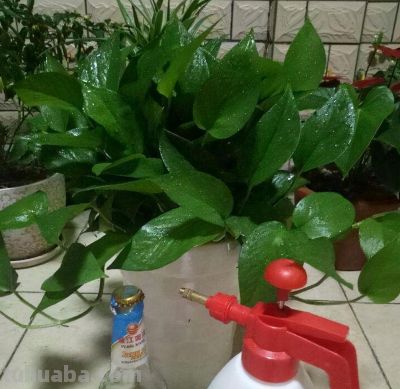 绿萝爬满墙,记“3点”,生长快,新枝多叶子绿 - 今日头条 绿萝爬满墙,记“3点”,生长快,新枝多叶子绿 - 图画吧TUHUABA