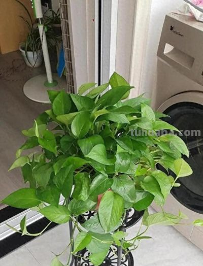 养绿萝用3个小偏方，叶片比手掌大，藤蔓越长越长，像一片小森林 - 今日头条