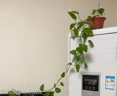 养绿萝用3个小偏方，叶片比手掌大，藤蔓越长越长，像一片小森林 - 图画吧TUHUABA