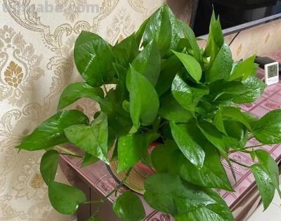 养绿萝用3个小偏方，叶片比手掌大，藤蔓越长越长，像一片小森林 - 图画吧TUHUABA