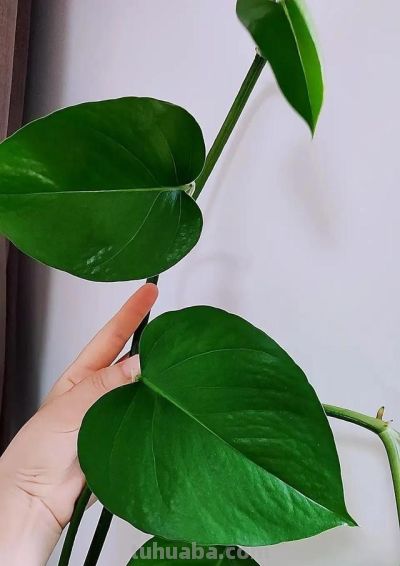 养绿萝用3个小偏方，叶片比手掌大，藤蔓越长越长，像一片小森林 - 图画吧TUHUABA
