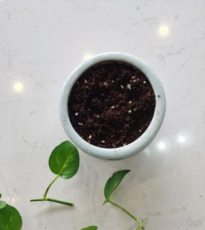 养好绿萝，只需要记住3点，再也不黄叶，一年四季绿油油 - 图画吧TUHUABA