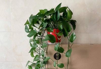 养好绿萝，只需要记住3点，再也不黄叶，一年四季绿油油 - 图画吧TUHUABA