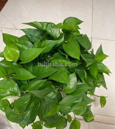 养好绿萝，只需要记住3点，再也不黄叶，一年四季绿油油 - 图画吧TUHUABA