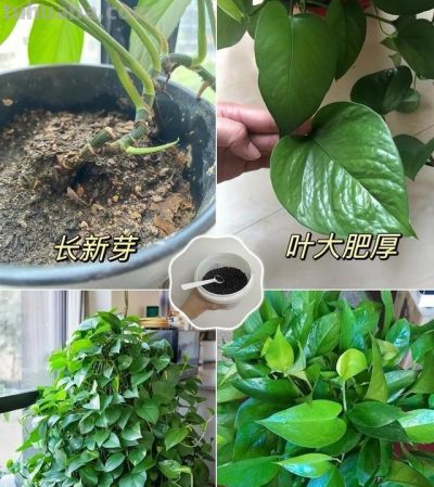 养好绿萝，只需要记住3点，再也不黄叶，一年四季绿油油 - 图画吧TUHUABA